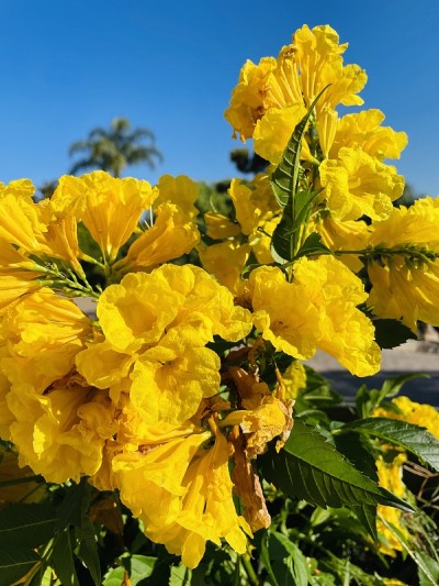 亮黄色的塔科马花