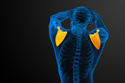 肩胛骨的3d渲染医学插图