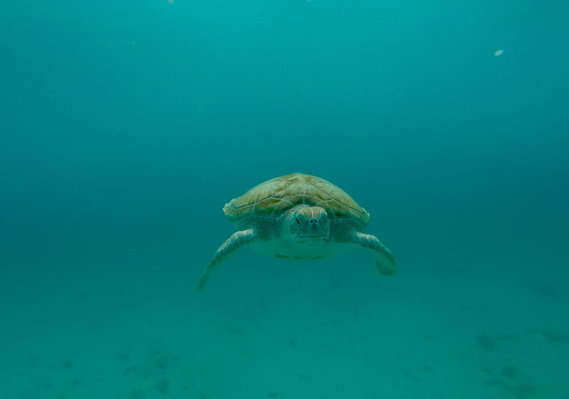 乌龟在海里游泳