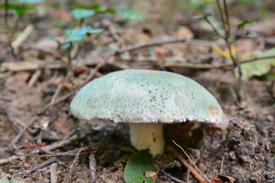 红菇属是
