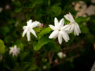 茉莉花盛开
