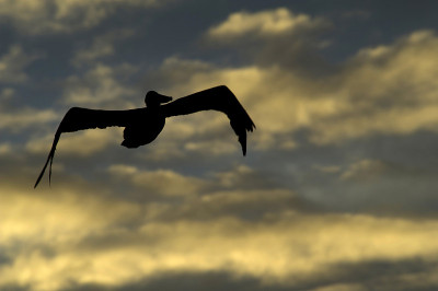鹈鹕飞过夕阳下的天空