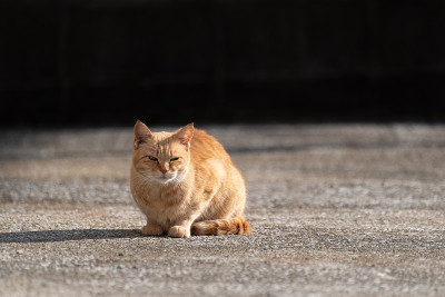 猫