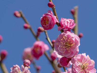 Ume开花。Ume树。