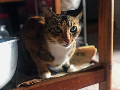 好奇的猫准备扑