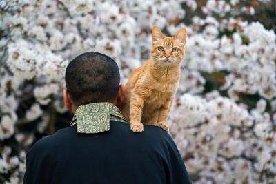 和尚抱着一只猫在樱花下