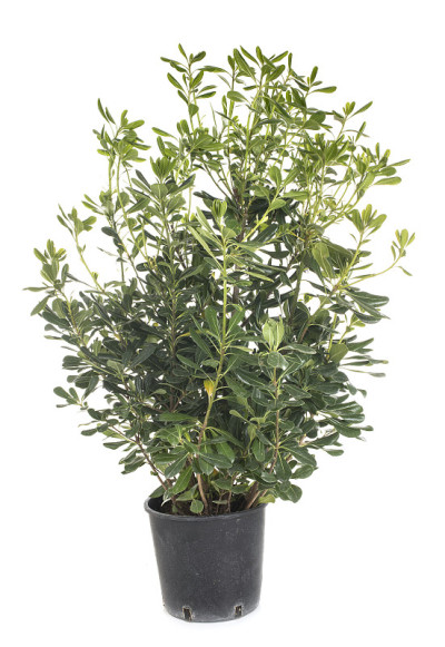 海桐花属植物