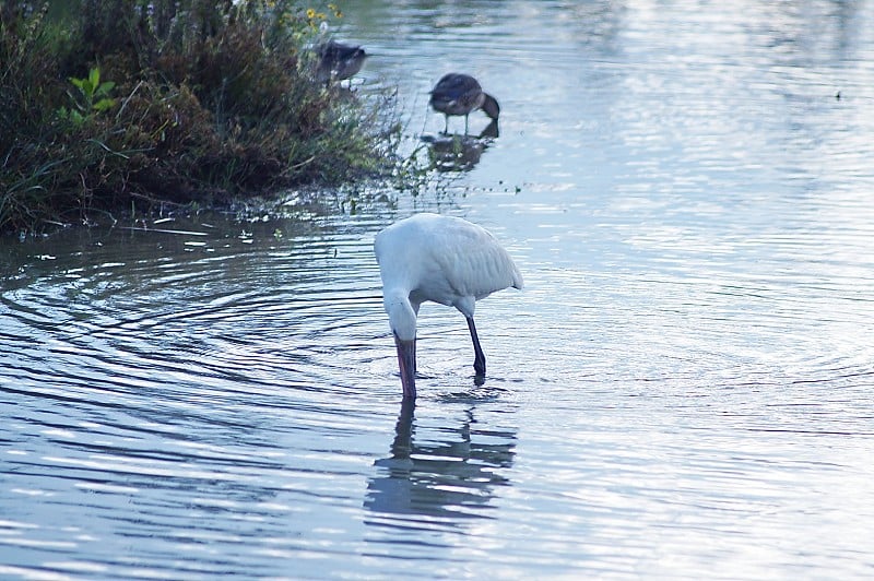 费奥伦蒂诺平原公园里的琵鹭(Platalea leucorodia)