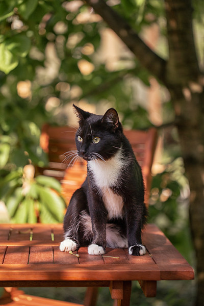 黑猫