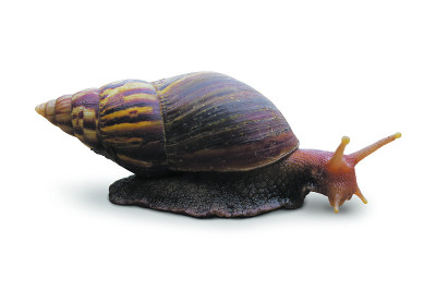 非洲大蜗牛