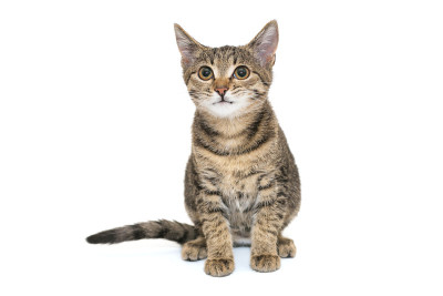 小，灰色虎斑猫的表情和微笑