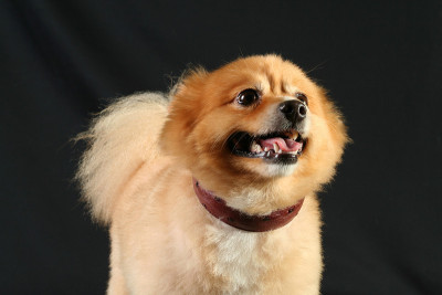 张开嘴的博美犬