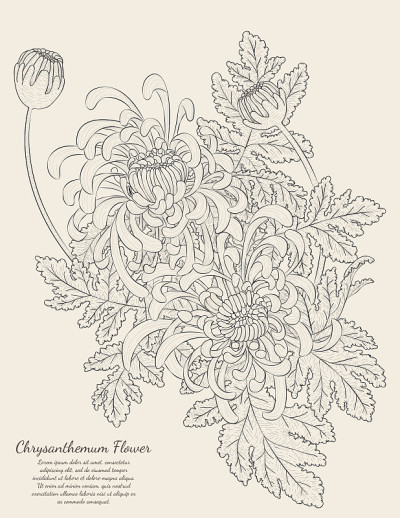菊花