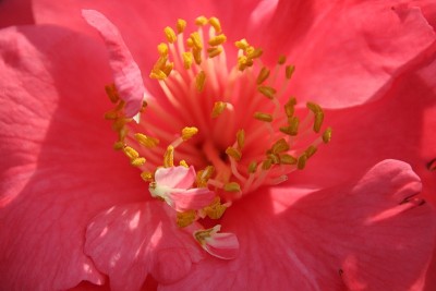 橙桃花心