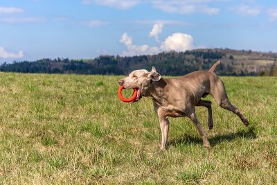 威玛猎犬在草地上。猎狗在草地上玩耍。春日散步。威玛猎犬在田野里奔跑。