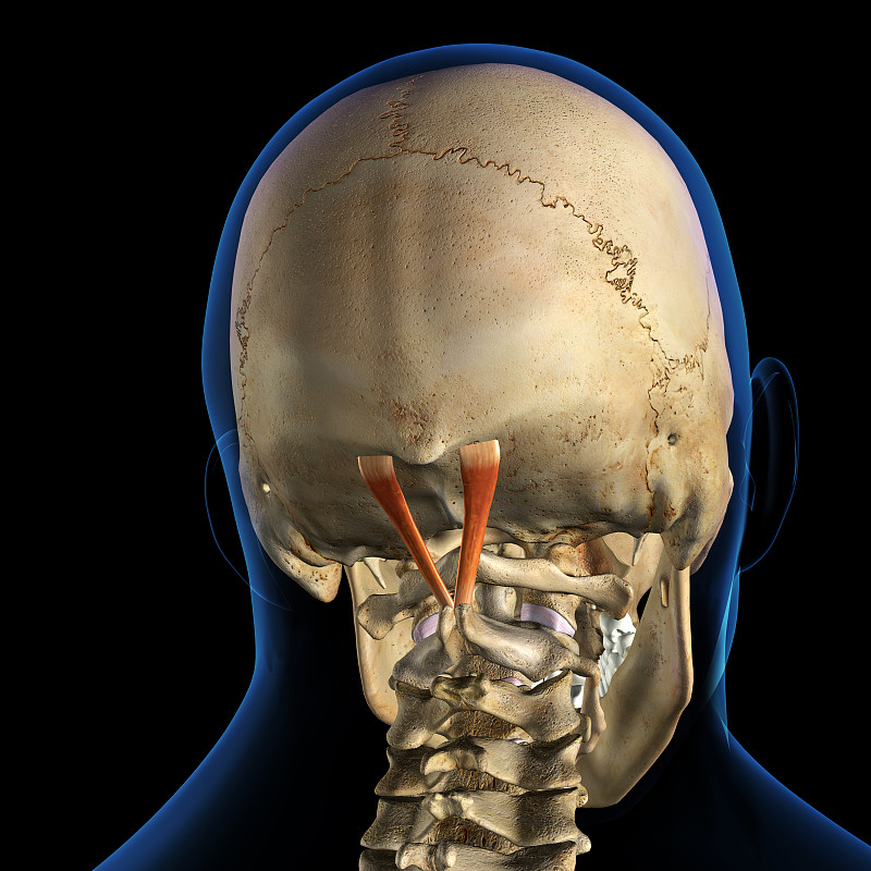 男性头颈后直肌与骨骼系统分离
