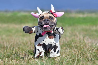 可爱快乐的法国斗牛犬狗穿着滑稽的全身万圣节牛服装与假的胳膊，角，耳朵和丝带