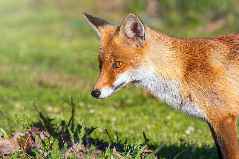 赤狐特写肖像(Vulpes Vulpes)