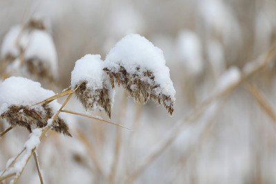 多伦多郊区下大雪