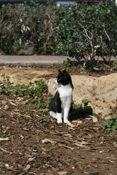 黑白相间的小猫坐在地上