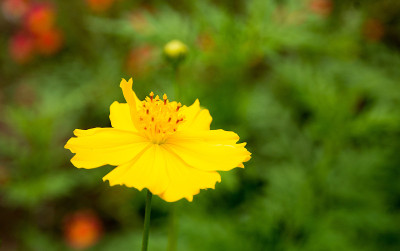 Zinnia花