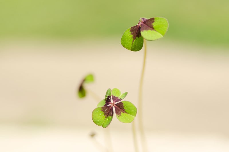 幸运花