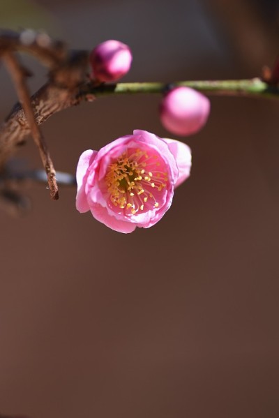 日本杏花盛开