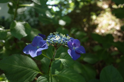 浅蓝色的绣球花