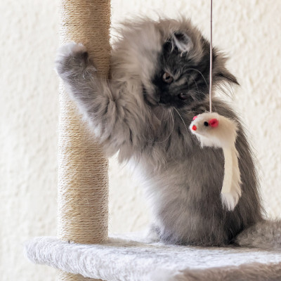 一只灰色的小猫在玩老鼠玩具。土耳其安哥拉灰小猫在家。世界宠物日的概念，照顾宠物。