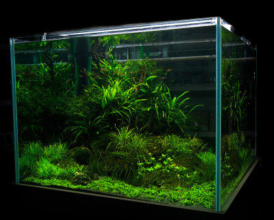 水族馆充满了繁茂的绿色植物在黑暗的背景