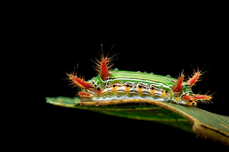 刺荨麻蛞蝓毛虫图片(杯蛾，Limacodidae)绿色叶子上的“绿色掠夺者”。昆虫的动物。