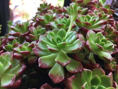 漂亮的花在一个大盆里