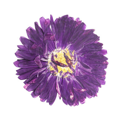 压榨和干花紫菀(紫花菊)在茎上与绿色的叶子。孤立在白色背景上。用于剪贴簿、压制花艺或植物标本室。