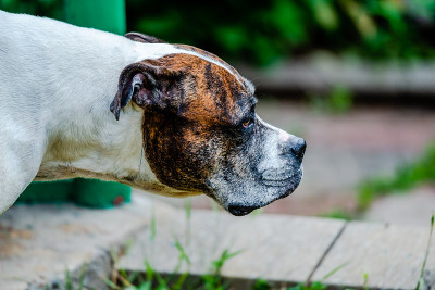 后院的老美国斗牛犬