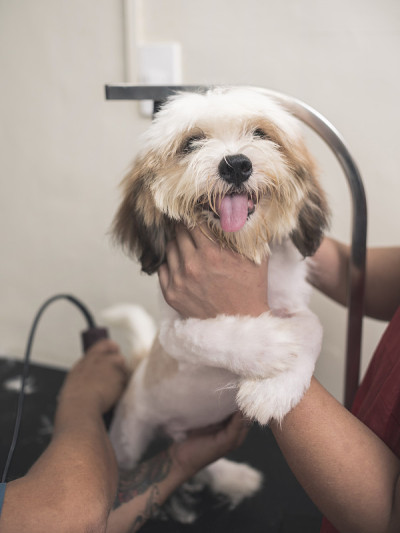 一名宠物美容师抱着一只烦躁的拉萨阿普索犬，另一名美容师用发夹修剪它的皮毛。在狗狗美容沙龙理发。