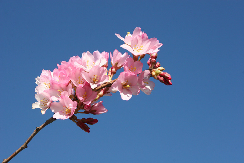 樱桃Blossoms_Blue天空