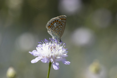 Aricia agestis