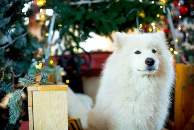 White Samoyed in New Year's decorations