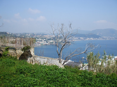 裸树景观