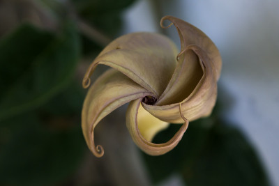 颠茄花蕾