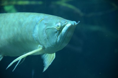 亚洲arowana