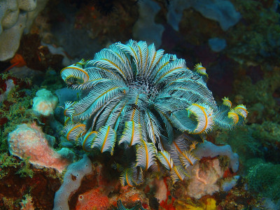 海百合