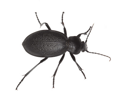 地甲虫(Carabus coriaceus)