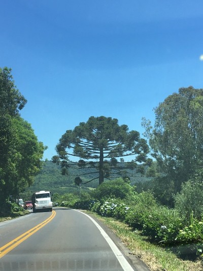 Araucaria在路上