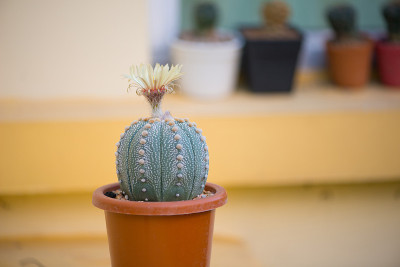 仙人掌和盆花