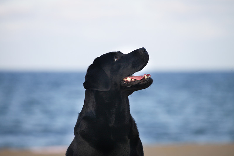 海上的黑色拉布拉多犬