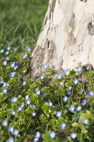 Veronica persica