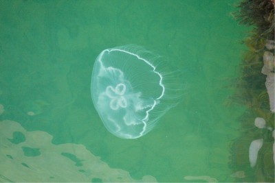 水母