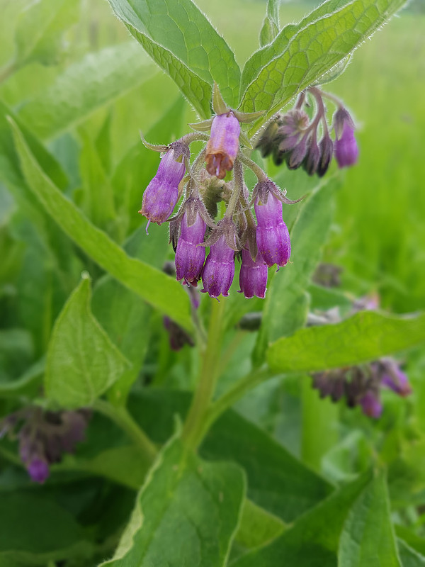 Symphytum, officinale