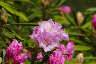 杜鹃花盛开